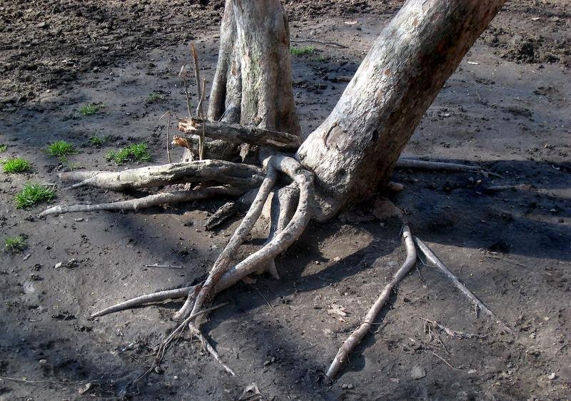Root Removal in Wausau